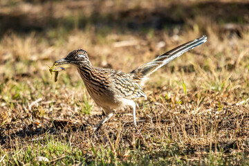 Roadrunner hunting grasshoppers in Llano, Texas.