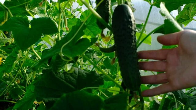 Gardener hand shows a cucumber on a cucumber vine in a greenhouse. Showing fresh cucumbers harvest. Showing cucumber plant in the vegetable garden. Organic farming authentic video