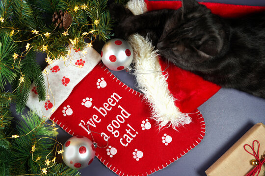 Christmas pet stocking with black licorice tabby cat in festive setting.