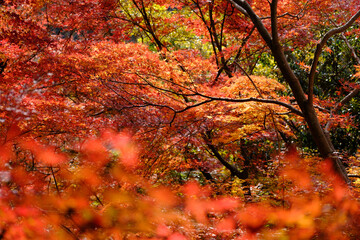 紅葉の見頃。赤とオレンジ、緑、黄のグラデーション。神戸六甲山系の布引で撮影