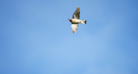 a fieldfare (Turdus pilaris) on the wing flying across  Salisbury Plain chalklands, Wiltshire UK