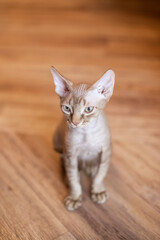 a short-haired white cat with beige stripes sits on a light parquet floor.