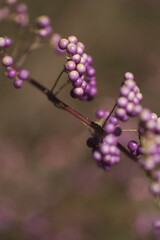成熟した紫色の実が美しいコムラサキ。神戸布引ハーブ園で撮影。マクロレンズで実の部分をクローズアップ撮影