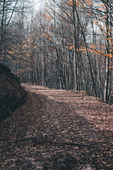 path in the forest