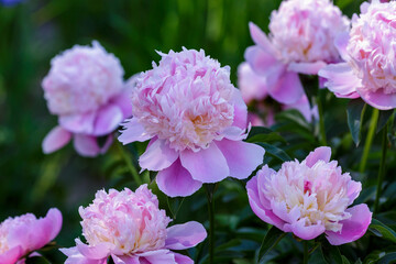 Beautiful pink flowers of peony in spring garden