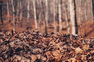autumn forest on background