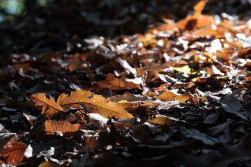 晩秋の森。木の葉が地面に落ち道も紅葉の落ち葉で覆われる。