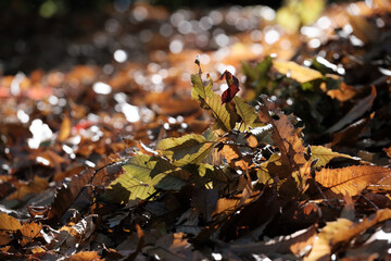 晩秋の森。木の葉が地面に落ち道も紅葉の落ち葉で覆われる。