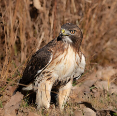 red tailed hawk