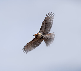 red tailed hawk