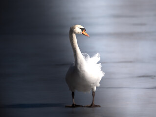 White swan, Michigan 