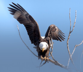 Bald eagle, Michigan 