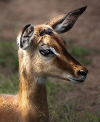 Impala, Nairobi national park 