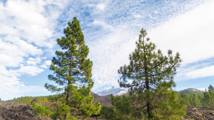 Fototapeta na wymiar Snow-capped volcano behind the pines