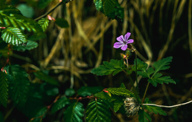 Wild geraniums. Little purple flower on a green beautiful nature background. . High quality photo