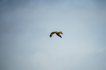 rear three quarter profile of a red kite (Milvus milvus) soaring with outstretched wings in a winter sky