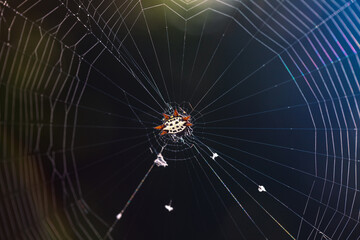 Spiny Orb Weaver Web Glow In Light