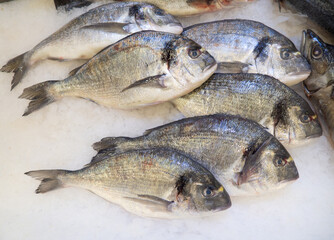 Dorado chilled. Fish in the freezer.  Healthy sea carp meat. Dorada . Sparus aurata