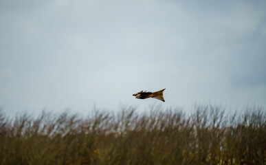 side profile of a red kite (Milvus milvus) swooping over tall grasses in a winter sky