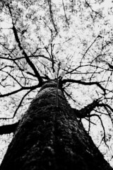 Black and white tree image. Tree branches silhouette against white sky background. High quality photo