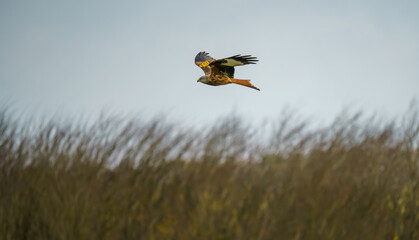 side profile of a red kite (Milvus milvus) swooping over tall grasses in a winter sky