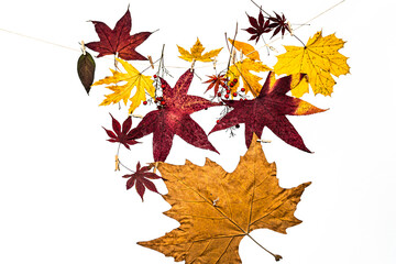 autumn leaves isolated on white