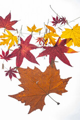 Red maple leaf in autumn, seasonal theme concept