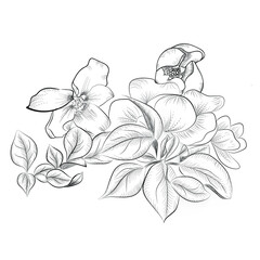 blooming apple tree branch on a white background