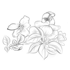 blooming apple tree branch on a white background