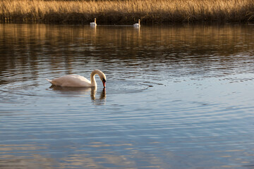 White swan on the water surface. beautiful bird swims on the river. swan in the lake. close-up, wet bird. nature, habitat. autumn season. dry reeds, Scirpus. autumn nature on the river