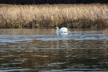 White swan on the water surface. beautiful bird swims on the river. swan in the lake. close-up, wet bird. nature, habitat. autumn season. dry reeds, Scirpus © Oleksandr Filatov