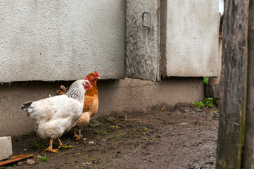 Domestic chickens in the fresh air. Rural circumstances.