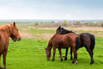 Obraz premium wild horse on a large meadow with beautiful scenery of blue sky and quiet at sunrise