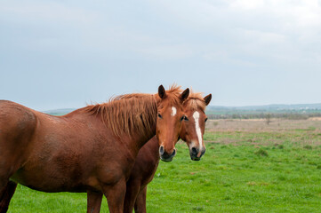Fototapeta premium wild horse on a large meadow with beautiful scenery of blue sky and quiet at sunrise