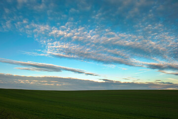 Naklejka na ściany i meble Молоді пагони озимої пшениці на тлі кольорового неба. Панорама HDR.