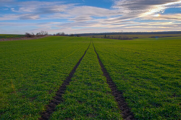 Fototapeta na wymiar Молоді пагони озимої пшениці на тлі кольорового неба. Панорама HDR.