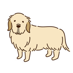 ゴールデンレトリバー　シンプルでかわいい犬のイラスト／Golden retriever simple and cute dog illustration