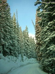 Snowy trees 3
