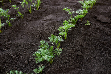 Carrot seedlings are planted in a row. Beds of growing young carrots. Carrot seedlings on the farm. Carrot tops. The theme of gardening, farming, a rich harvest, organic products. Horizontal photo.