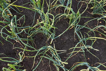 Green garlic planted in rows in the countryside. Smooth rows of growing young garlic in the garden. Top view on the rows of garlic seedlings with yellowed tips and arrows. 