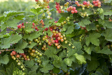 Red currant bush with unripe fruits close-up. Small red-green berries of red currant are spun on a...