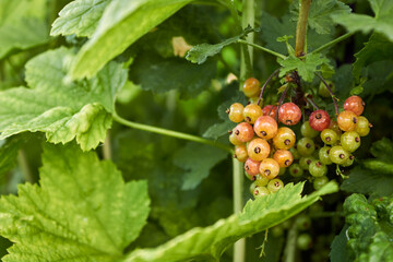 Bunches of ripening red currant berries. Small red-green berries of red currant are spun on a...