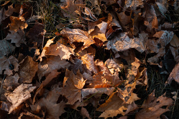frosted autumn leaves on the ground