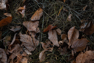 frosted autumn leaves on the ground