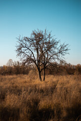 couple of trees at the field