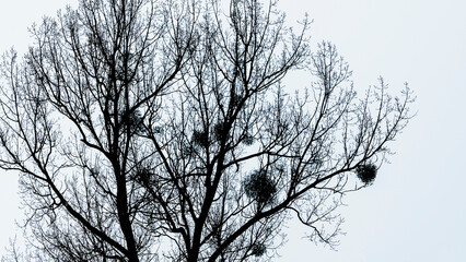 Colony of European Jackdaw Birds. A colony of jackdaw nesting high up in bare treetops against a dark cloudy sky.