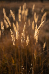Fototapeta premium yellow spikelets at the sunset
