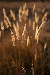 yellow spikelets at the sunset