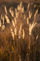 yellow spikelets at the sunset