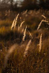 Obraz premium yellow spikelets at the sunset